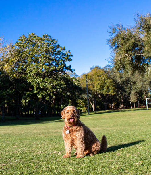 istock Miniature Golden doodle csitting and panting 1387877001
