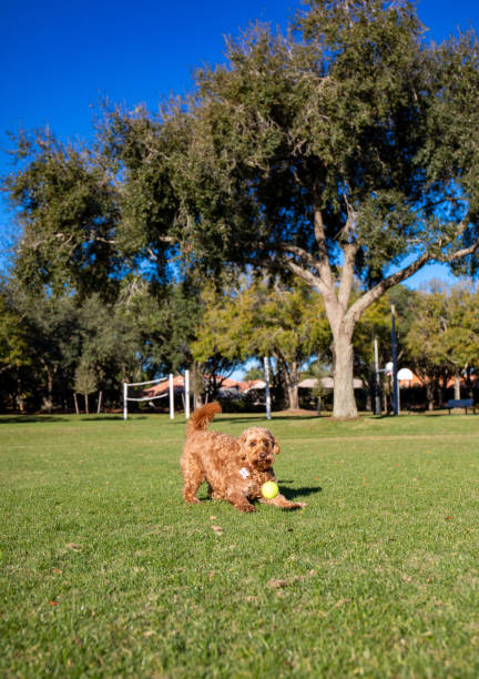 istock Miniature Golden doodle chasing tennis ball 1387877264