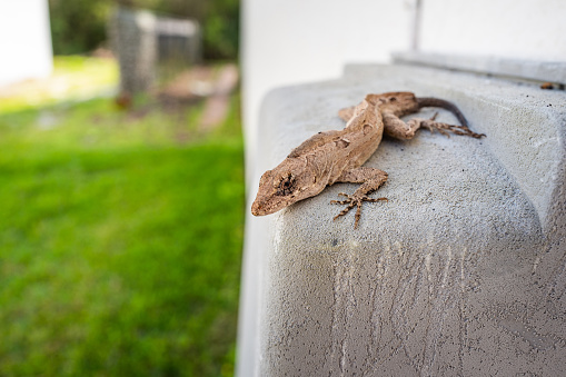 Florida Lizard sitting on cable box attached to home