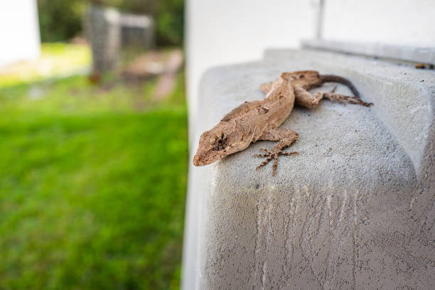 Florida Lizard sitting on cable box stock photo