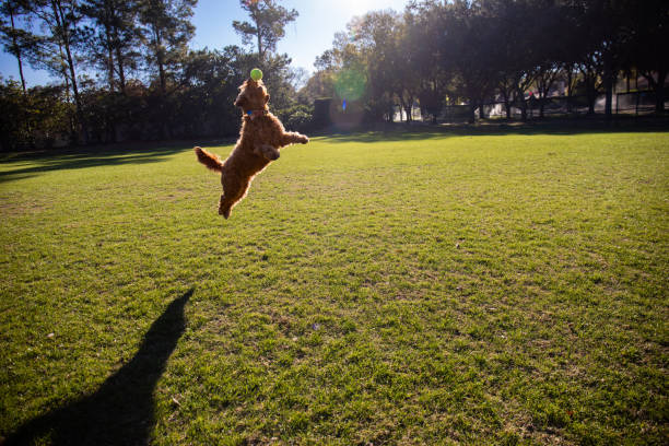 istock Miniature Golden doodle chasing tennis ball 1387877521