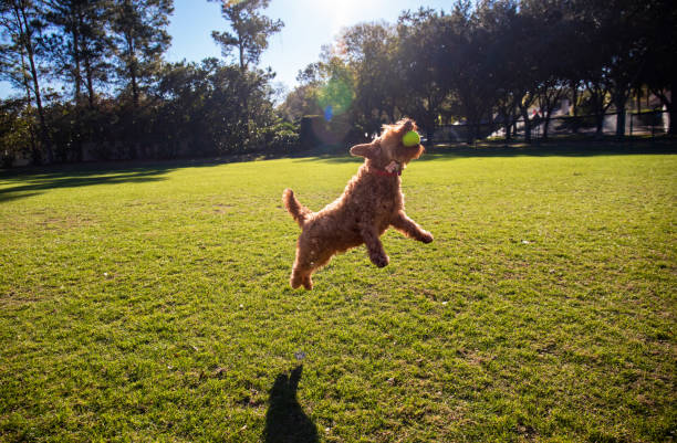 istock Goldendoodle playing fetch in a park 1387877523