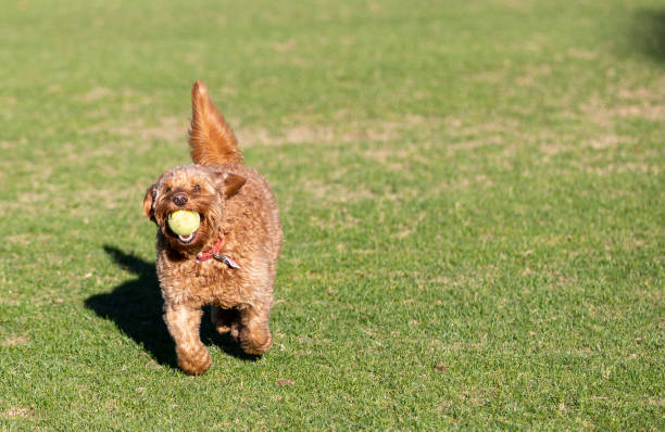 istock Miniature Golden doodle chasing tennis ball 1387877529