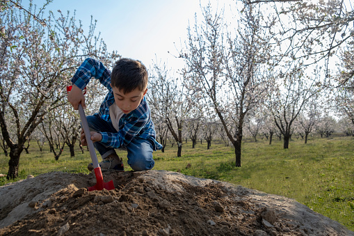 little kid playing with the earth with his shovel in the almond garden
