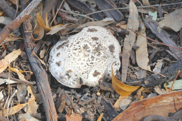 Fungi poking out of the forest floor in the Northern Country