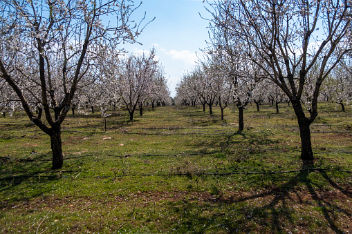 almond trees with white flowers in the garden