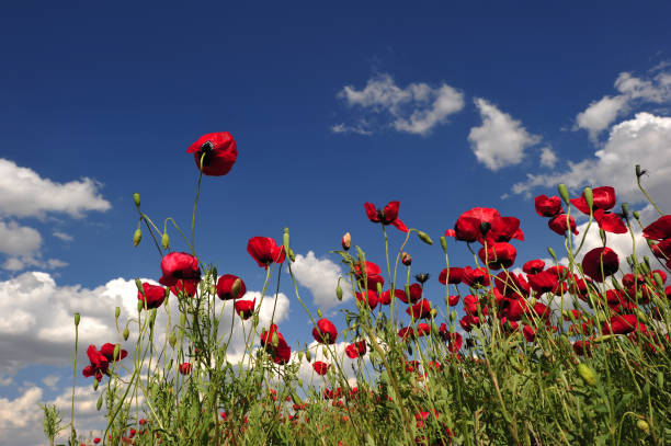istock Red Poppy Field and Sky 1387878189