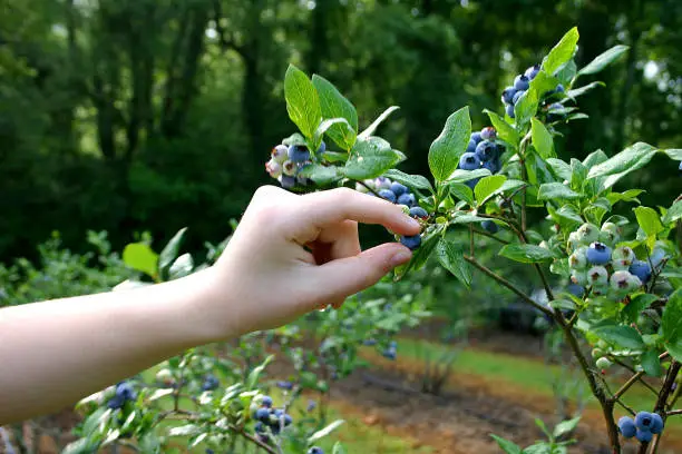 A hand and arm reaching out to pick fresh blueberries from a bush in summer
