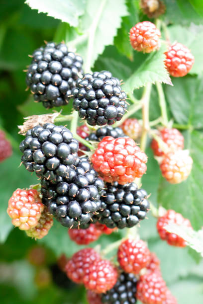 istock Ripe thornless blackberry fruit in a macro shot. 1387879058
