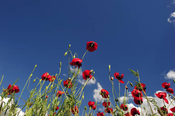 istock Red Poppy Field and Sky 1387879947