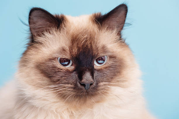 istock Beautiful fluffy cat on a blue background. The young cat is purebred. 1387880142