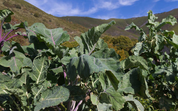 Growing cabbage leaves - Cultivo de hojas de Berza stock photo