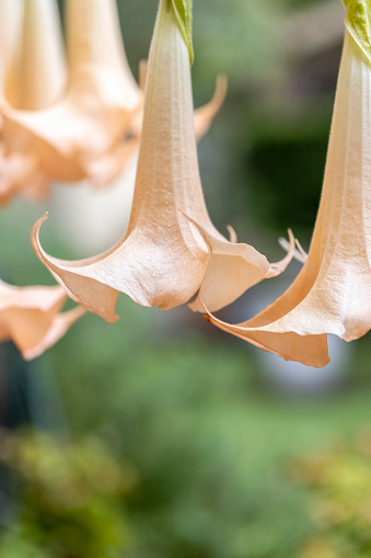 Closeup Angels trumpets, beautiful flowers, Datura, background with copy space, full frame vertical composition