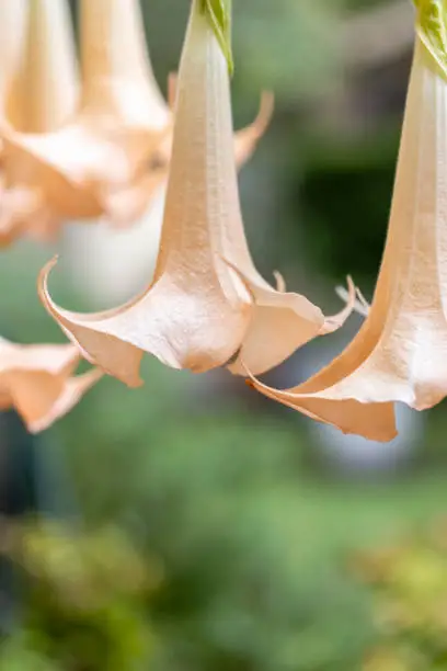 Photo of Closeup Angels trumpets beautiful flowers, Datura, background with copy space