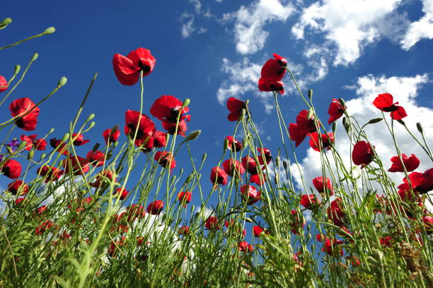 istock Red Poppy Field and Sky 1387880277