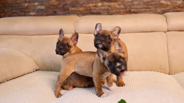 Playful French Bulldog puppies, playing on the sofa