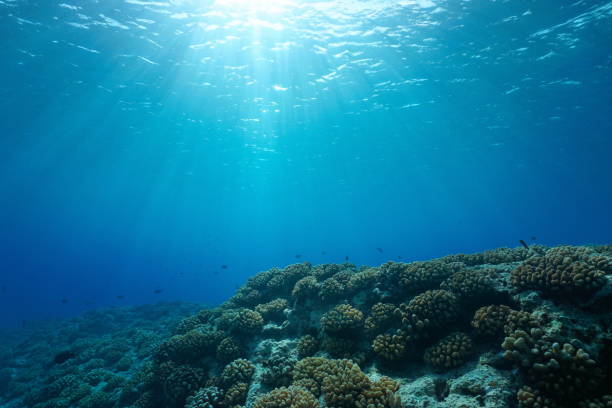 istock Underwater seascape sunlight with coral reef 1387882168