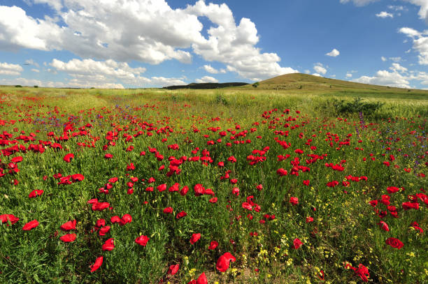istock Red Poppy Field and Mountain Landscape 1387882415