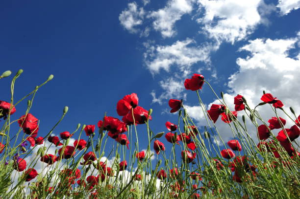 istock Red Poppy Field and Sky 1387882439