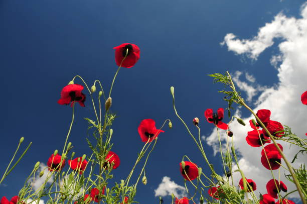 istock Red Poppy Field and Sky 1387882478