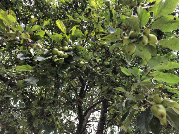 istock Crab apple 'John Downie' - Branches, twigs, leaves & apples 1387882515