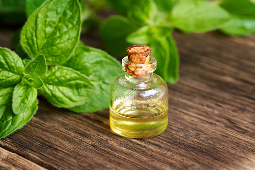 A bottle of aromatherapy essential oil with fresh oregano twigs on a table