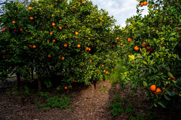 istock Orange garden in Adana province 1387883351