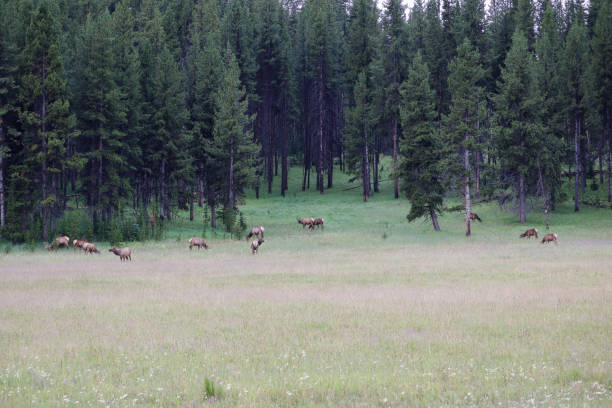 istock Yellowstone National Park. 1387884546