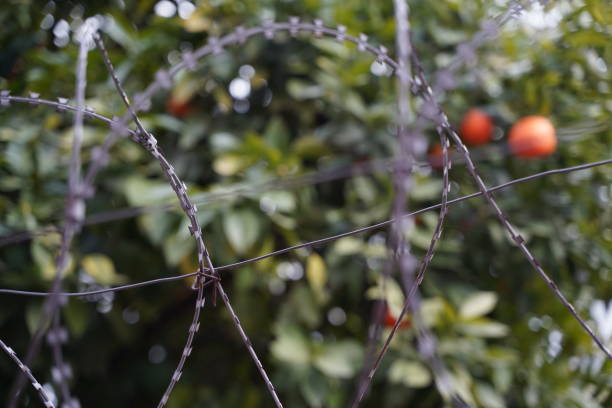 Orange garden in Adana province