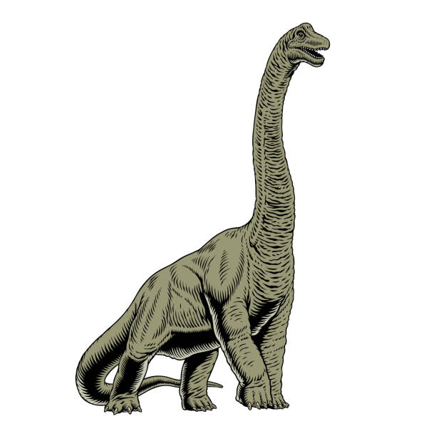 dinosaurus terisolasi. brachiosaurus atau brontosaurus dino, ilustrasi vektor yang digambar tangan. - brachiosaurus ilustrasi stok