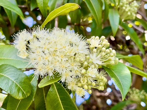 Horizontal extreme closeup photo of lemon scented green leaves, white flowers and buds growing on a native Australian Lemon Myrtle tree in Summer. Ulladulla, south coast NSW in Summer.