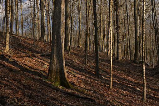 Wooded hillside