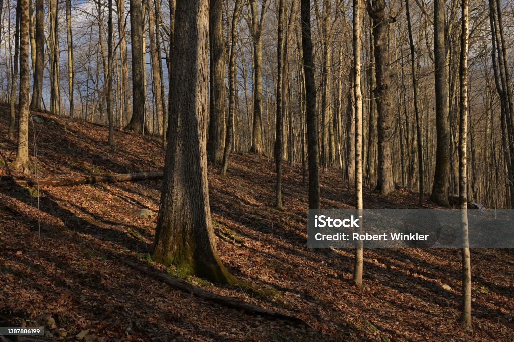 Wooded hillside Wooded hillside in Connecticut near sunset, early spring, with shadows across the landscape Atmospheric Mood Stock Photo