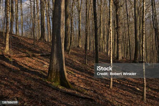 Wooded Hillside Stock Photo - Download Image Now - Atmospheric Mood, Autumn, Backgrounds