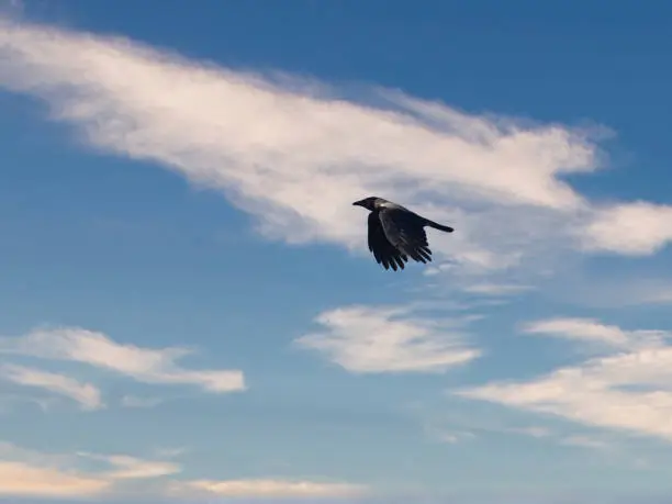Photo of a magpie against blue sky