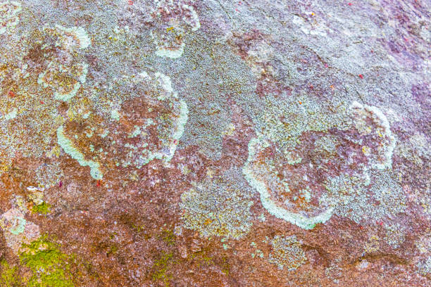 Red and green moss grows on boulder rock stone in the coast line and beach landscape of the Lam ru Lamru Nationalpark in Khao Lak Phang-nga Thailand.