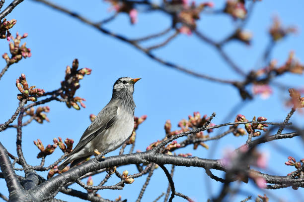 istock Kawazu cherry blossoms and starlings 1387896739