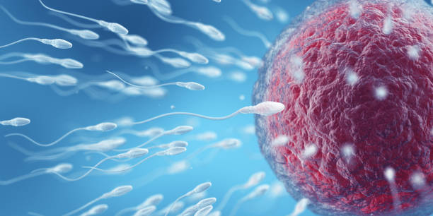 Human Fertility. The Chosen Fertilization process. Gynecology 3D Render sperm stock pictures, royalty-free photos & images