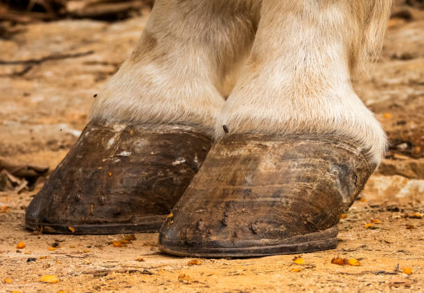 istock white horse hooves 1387899389