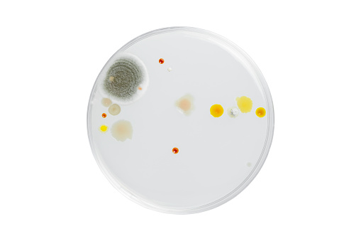 Petri dish and culture media with bacteria on white background with clipping, Test various germs, virus, Coronavirus, Corona, COVID-19, Microbial population count. Food science.