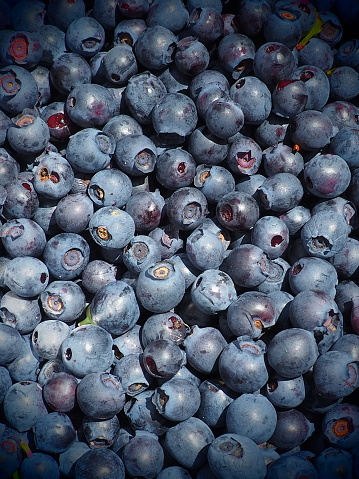 Blueberry, or Blueberry ordinary, or Blueberry myrrheal Vaccinium myrtillus, stunted shrub, family Heather. Fresh juicy first-class forest berries. Lots of blueberries, top view.