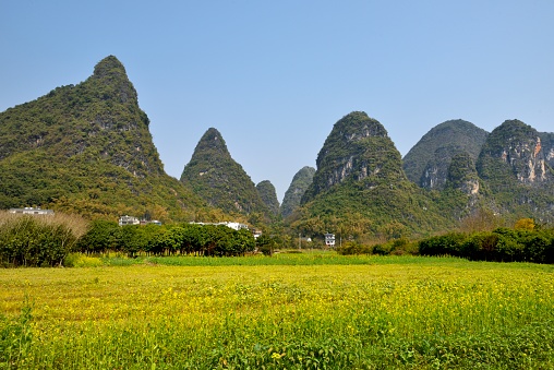 Asia,China,Guilin,Yangshuo,Xingping.\nThis is rape flower base in karst area.\nTheir stems are used as fertilizer.