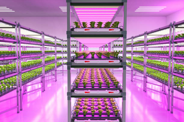 system gospodarstwa wewnętrznego hodował rośliny na półkach wzrost za pomocą światła led - greenhouse plant nursery plant lighting equipment zdjęcia i obrazy z banku zdjęć