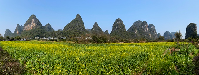 Asia,China,Guilin,Yangshuo,Xingping.\nThis is rape flower base in karst area.\nTheir stems are used as fertilizer.