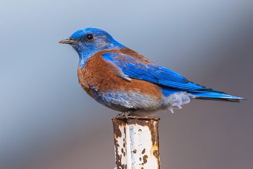 The Western Bluebird (Sialia mexicana) is a small member of the thrush family, about 5.9 to 7.1 inches in length. Adult males are bright blue on top and on the throat with an orange breast and a gray belly.  A year-round resident of the American Southwest, this Western Bluebird was photographed perched on a fence post at Walnut Canyon Lakes in Flagstaff, Arizona, USA.
