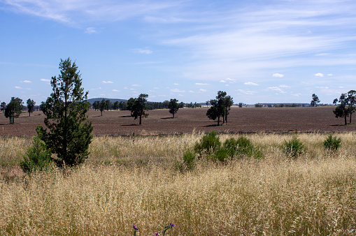 Long dry grass in foreground, then ploughed paddock giving way to horizon and blue sky, with trees dotted throughout