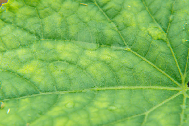 close-up of the middle of a leaf which is covered with yellow spots showing a lack of plant nutrients close-up of the middle of a leaf which is covered with yellow spots showing a lack of plant nutrients, selective focus magnesium deficiency stock pictures, royalty-free photos & images