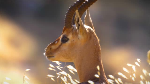 Mountain Gazelle male face