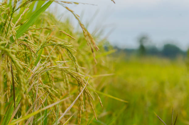 istock The rice fields where the paddy has started to ripen and heavy 1387909940