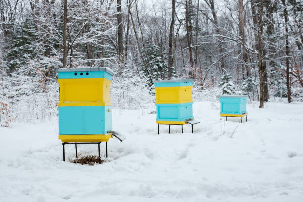 Bee hives in the snow in a forest clearing.